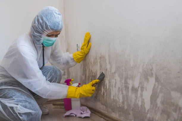 Asbestos and Lead Testing During Mold Inspection in Coconut Creek, FL