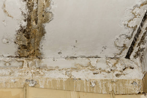 Best Attic Mold Removal  in Coconut Creek, FL