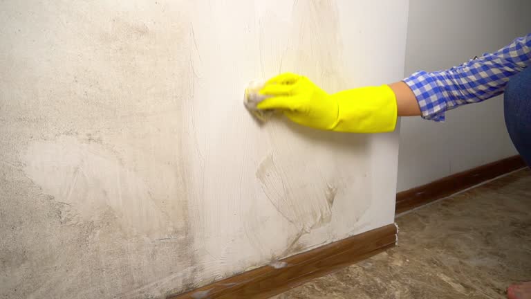 Best Environmental Consulting for Mold Prevention  in Coconut Creek, FL