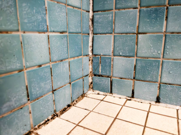 Best Industrial Mold Remediation  in Coconut Creek, FL