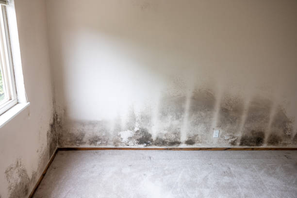 Best Air Quality Testing for Mold Spores  in Coconut Creek, FL